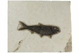 Fossil Fish (Knightia) - Green River Formation #189263-1